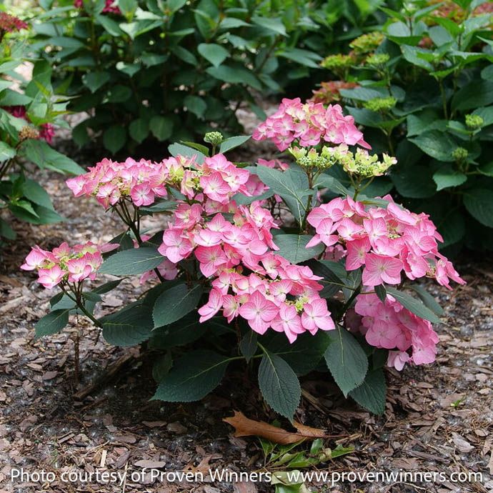 #3 Hydrangea mac x serr PW Let’s Dance Hot Stepper/ Mophead Continuous Blue to Pink