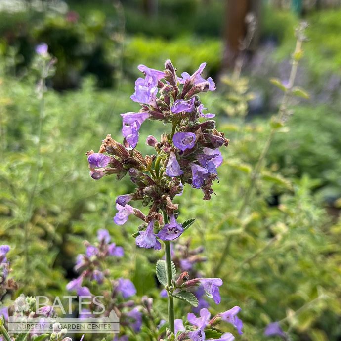#1 Nepeta Serene Lilac/ Purple Catmint