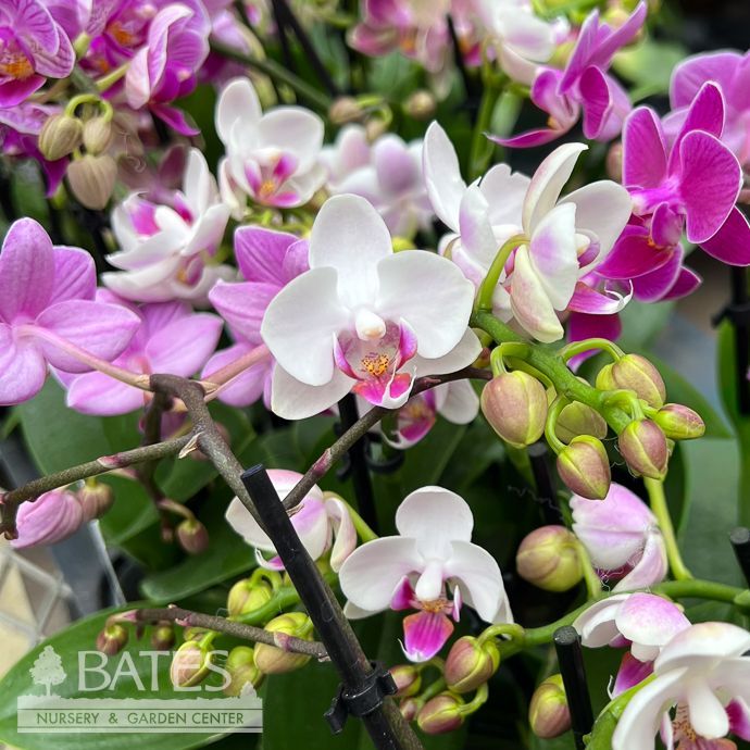 2p! Orchid MINI Phalaenopsis Orchid Asst /Tropical