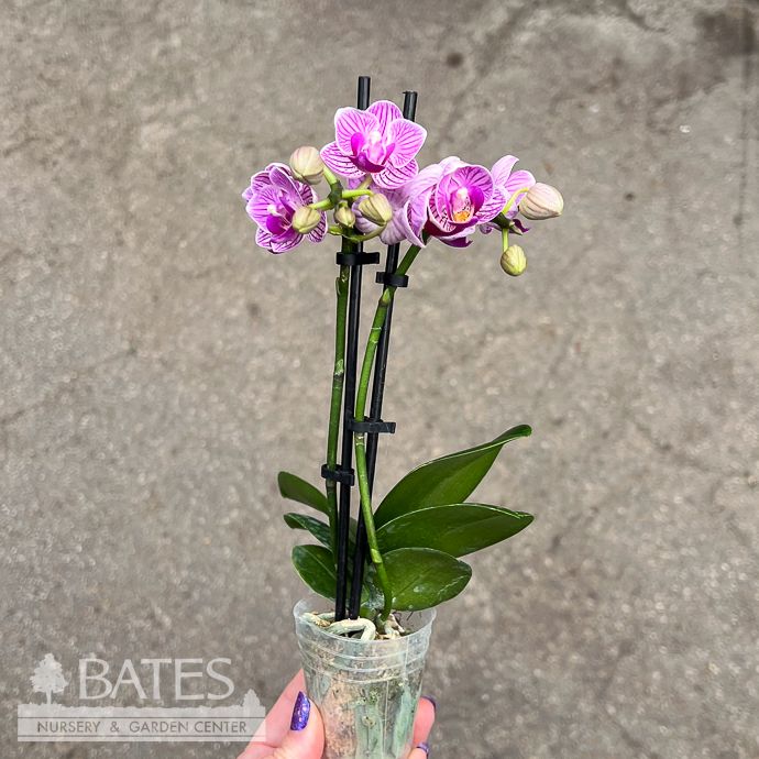 2p! Orchid MINI Phalaenopsis Orchid Asst /Tropical