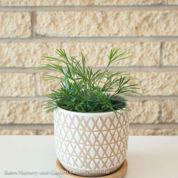4p! Fern - Ray Fern / Tropical