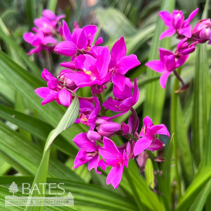6p! Spathoglottis /Ground Orchid Purple /Tropical