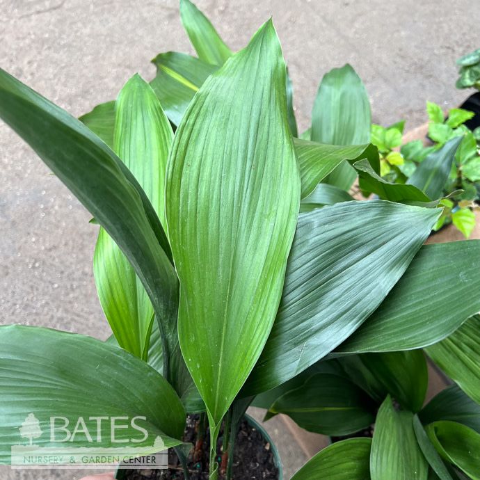 8p! Aspidistra Green /Cast Iron Plant - No Warranty