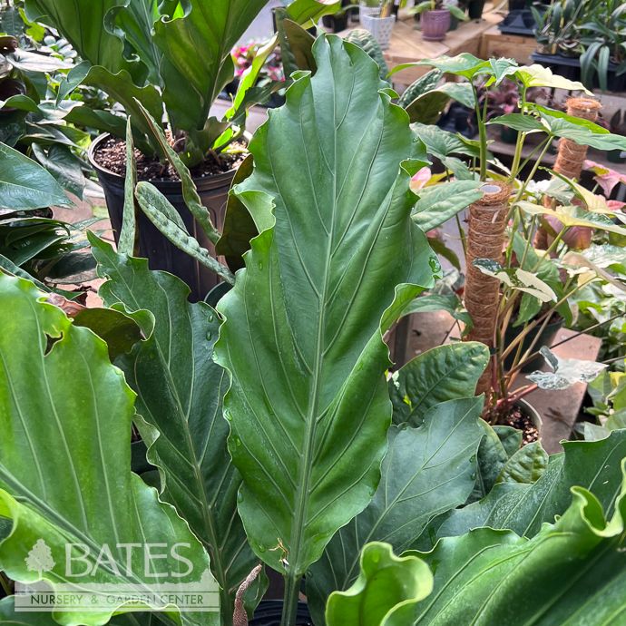 10p! Anthurium Hookeri  /Tropical