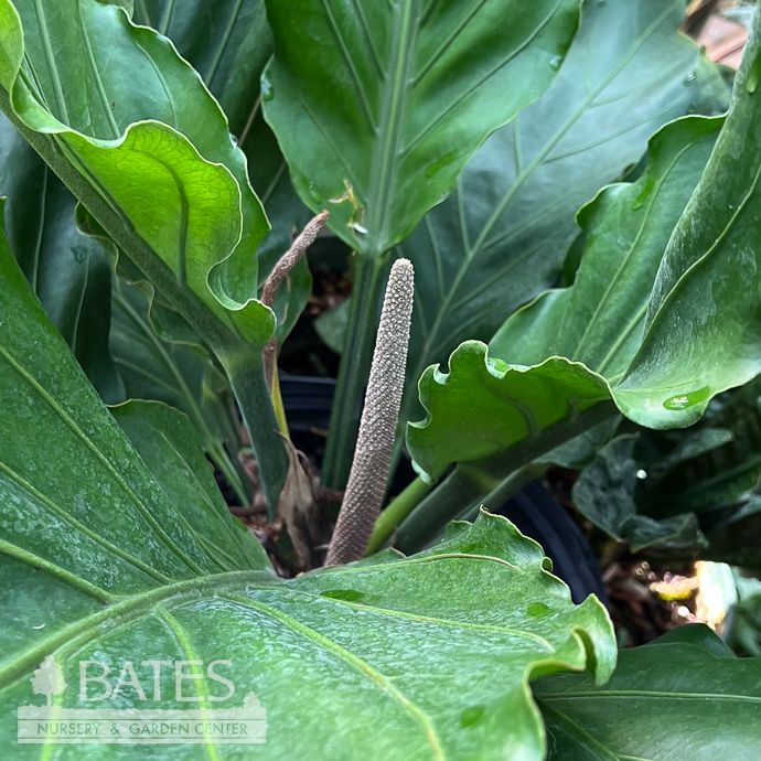10p! Anthurium Hookeri  /Tropical