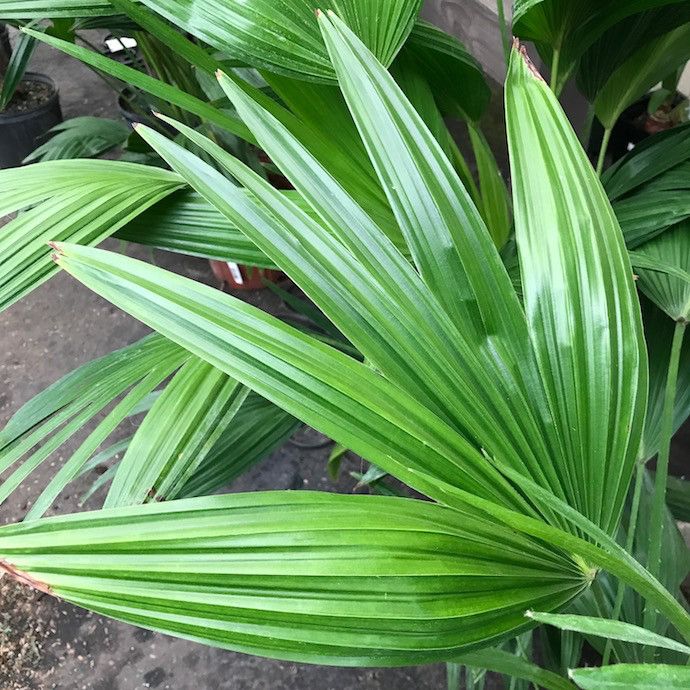 14p! Palm Livistonia / Chinese Fan Palm /Tropical