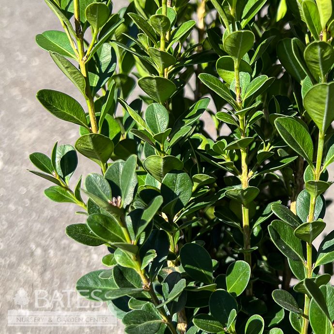#1 Buxus micro Winter Rocket / Boxwood
