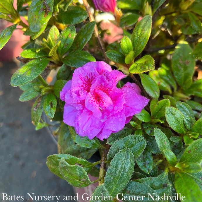 #3 Azalea x Encore Autumn Majesty/ Repeat Dwarf Purple