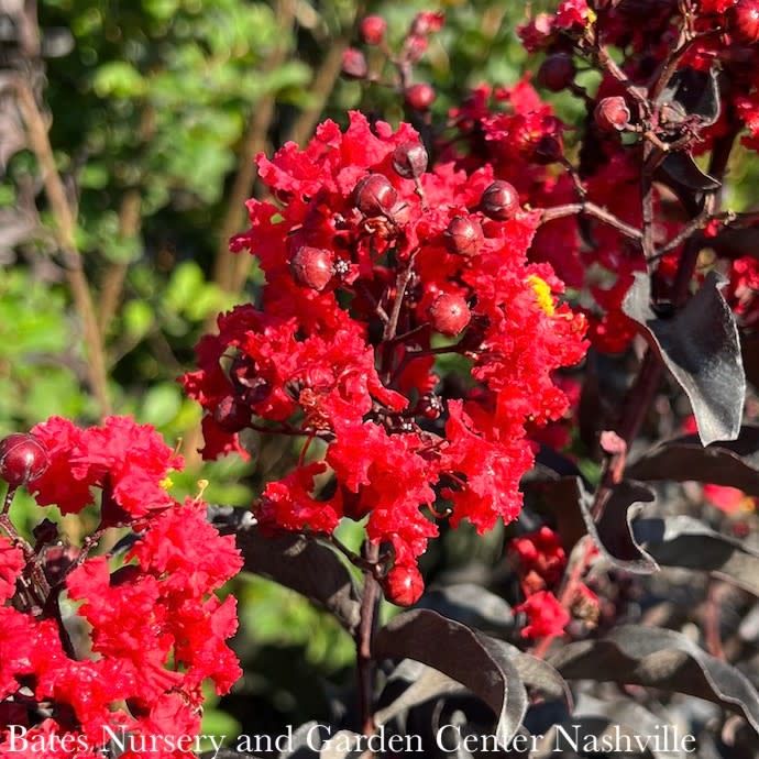 #2 Lagerstroemia ind PW Center Stage 'Red'/ Semi-dwarf Crape Myrtle