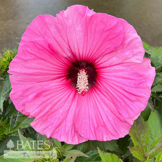 #2 Hibiscus x PW Summerific 'Candy Crush'/ Bright Pink Hardy