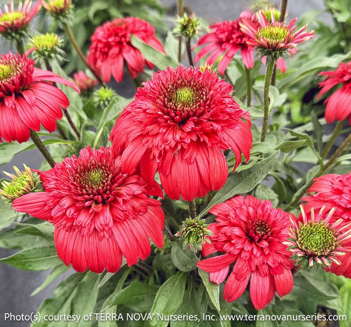 #1s Echinacea x Delightful 'Garnet'/ Double Ruby-red Coneflower