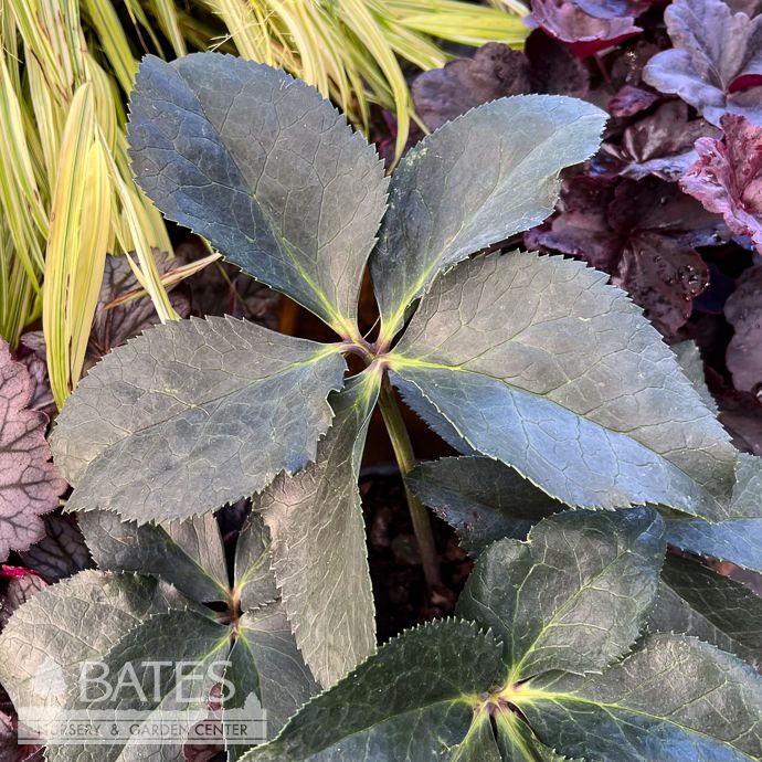 #1 Helleborus x nigercors Ice Breaker 'Lemony'/ Lenten Rose