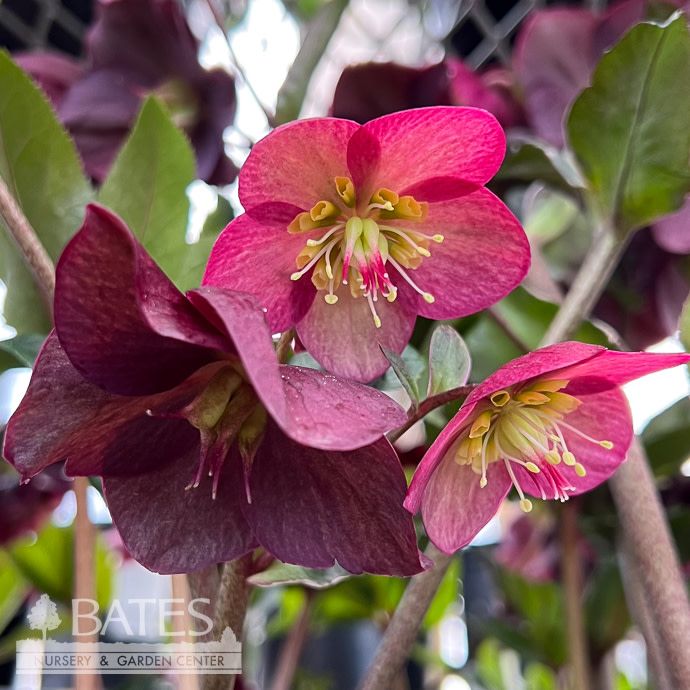 #1 Helleborus x Ice Breaker 'Ruby'/ Red Lenten Rose