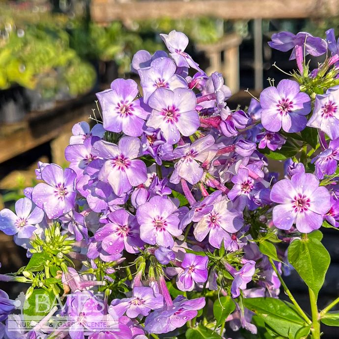 #1 Phlox pan Flame 'Blue Ice'/ Garden Native (TN)