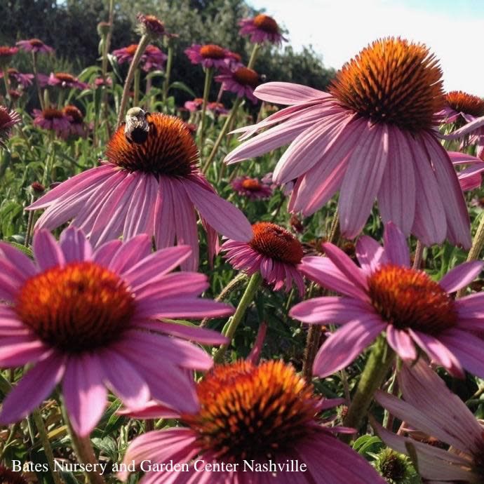 #1 Echinacea pur Magnus/ Pink Purple Coneflower Native (TN)