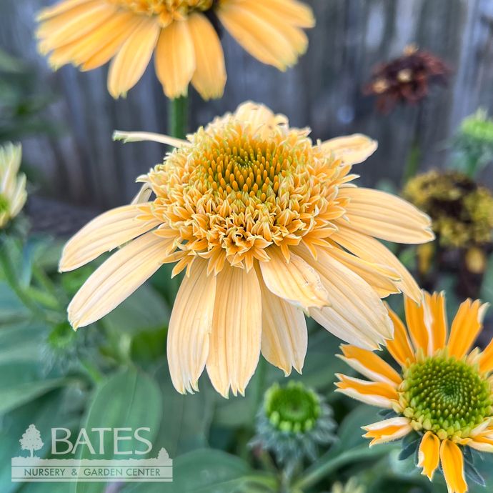 #1 Echinacea x SunMagic 'Double Yellow'/ Compact Coneflower