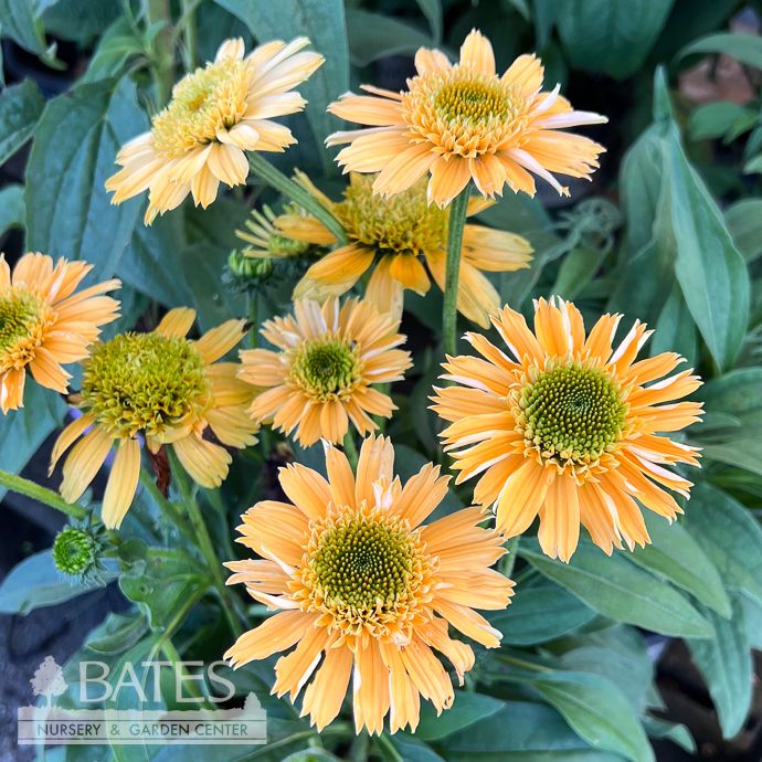 #1 Echinacea x SunMagic 'Double Yellow'/ Compact Coneflower