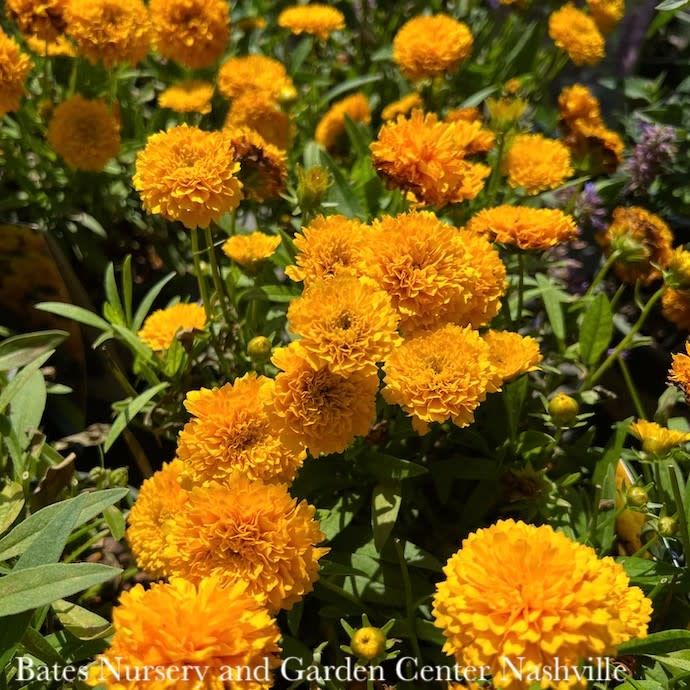 #1s Coreopsis grand Solanna 'Golden Sphere'/ Compact Double Yellow Tickseed Native (TN)