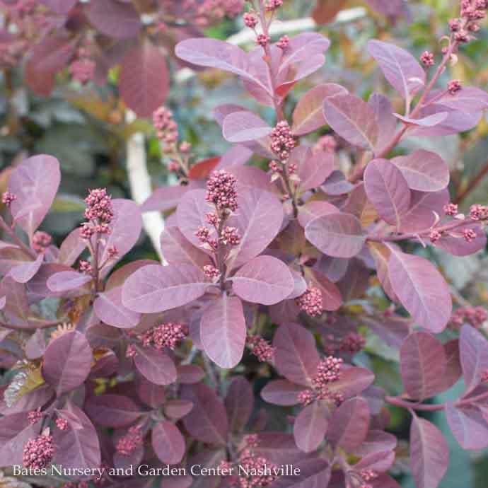 #10 Cotinus coggygria Royal Purple/ Smoketree