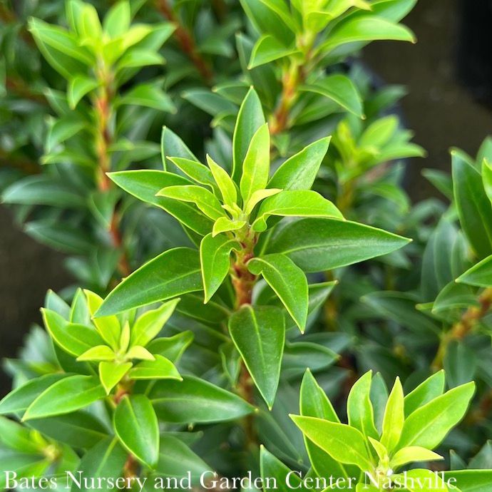 #2 Kalmia latifolia Elf/ Mountain Laurel Native (TN) - No Warranty