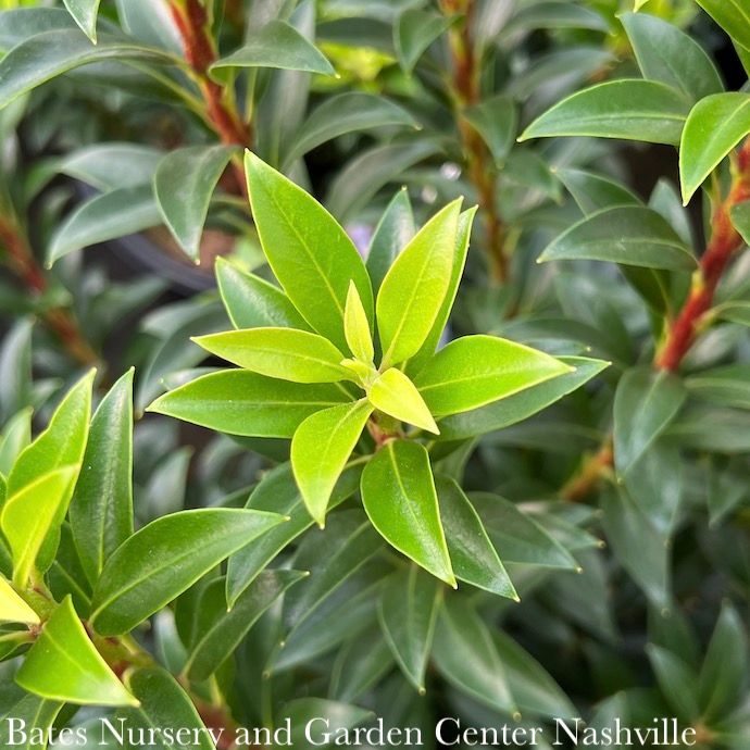 #2 Kalmia latifolia Elf/ Mountain Laurel Native (TN) - No Warranty