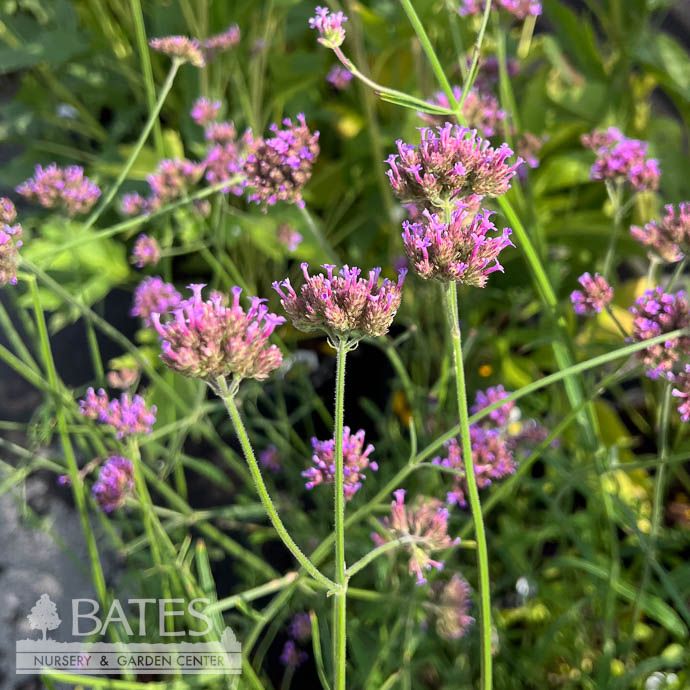 QP Verbena bonariensis/ Lavender