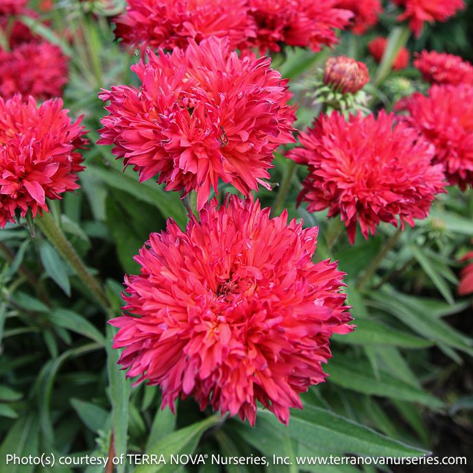 #1s Echinacea x Fringe Festival/ Pink Red Double Compact Coneflower