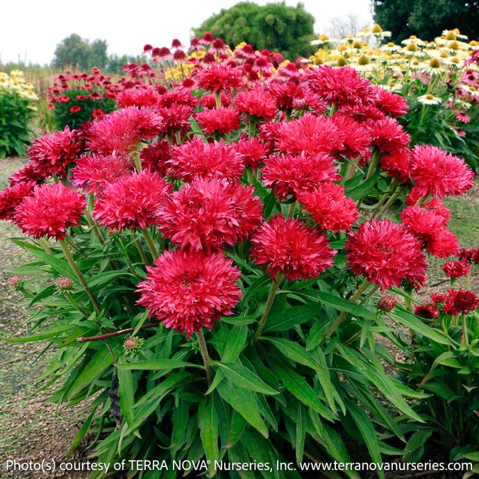 #1s Echinacea x Fringe Festival/ Pink Red Double Compact Coneflower