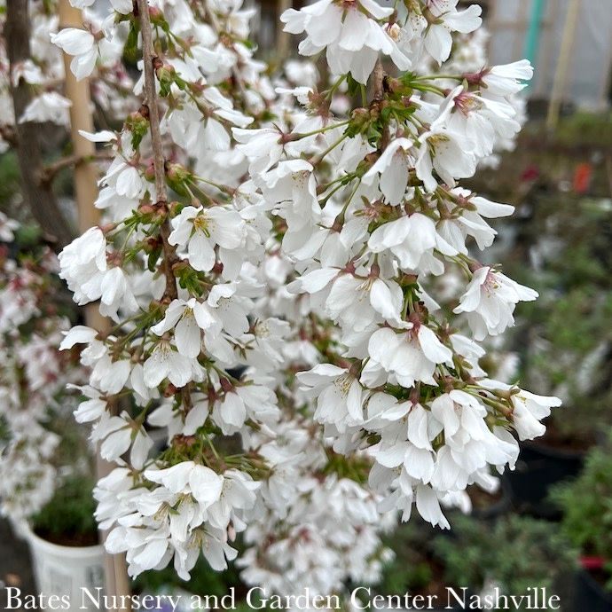 #15  Prunus Snow Fountains/White Weeping Flowering Cherry w/ Mahogany Bark