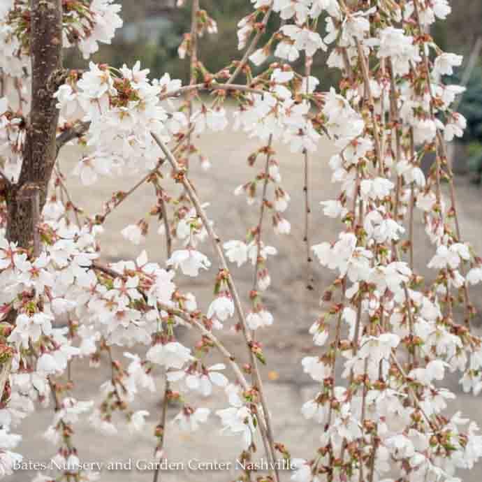 #15  Prunus Snow Fountains/White Weeping Flowering Cherry w/ Mahogany Bark