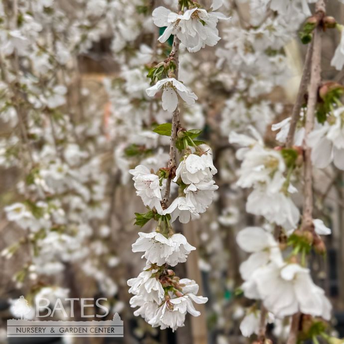 #15  Prunus Snow Fountains/White Weeping Flowering Cherry w/ Mahogany Bark