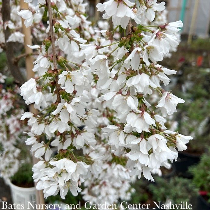 Topiary Short Graft #15 Prunus x Snow Fountains/ White Weeping Flowering Cherry
