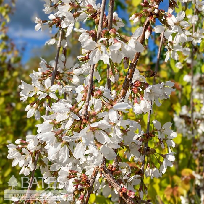 Topiary Short Graft #30 Prunus x Snow Fountains/ White Weeping Flowering Cherry