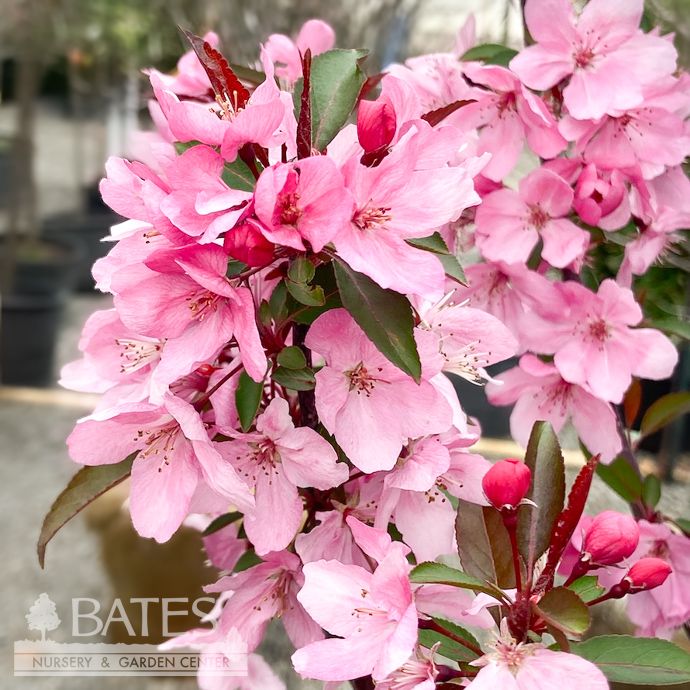 #15 Malus x (Shotizam) PW Show Time/ Pink flower, Purple Foliage Crabapple