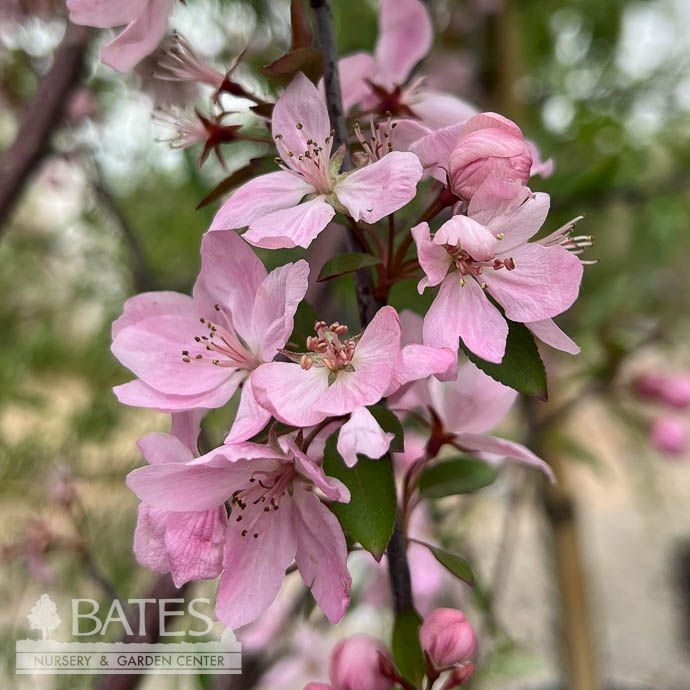 #15 Malus x (Shotizam) PW Show Time/ Pink flower, Purple Foliage Crabapple