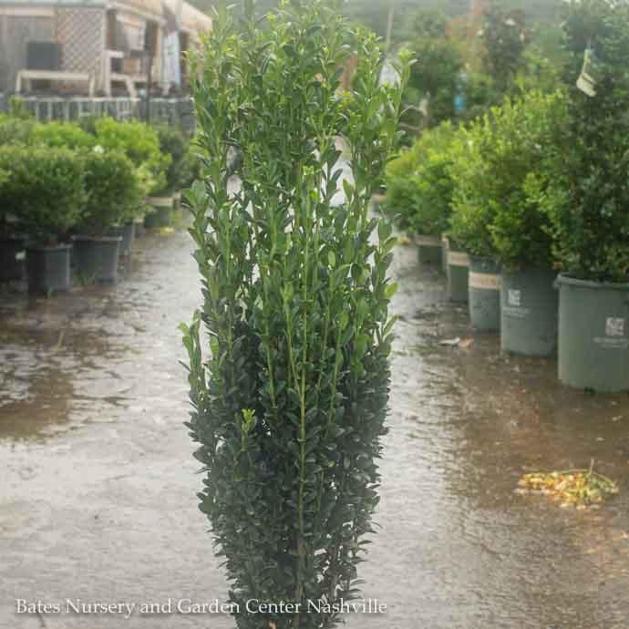#15 Ilex cren Sky Pencil/ Columnar Japanese Holly (female) - No Warranty