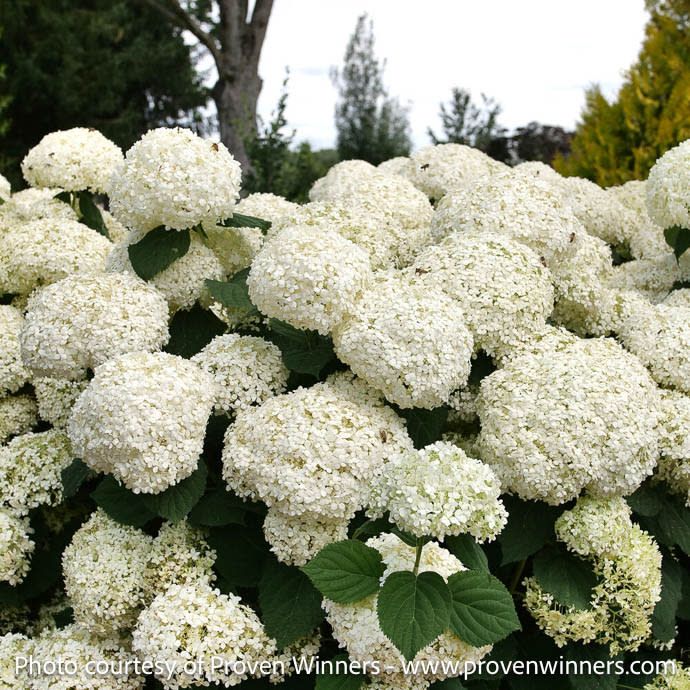 #7 Hydrangea arb PW Incrediball Storm Proof/ Compact Smooth White Native (TN)