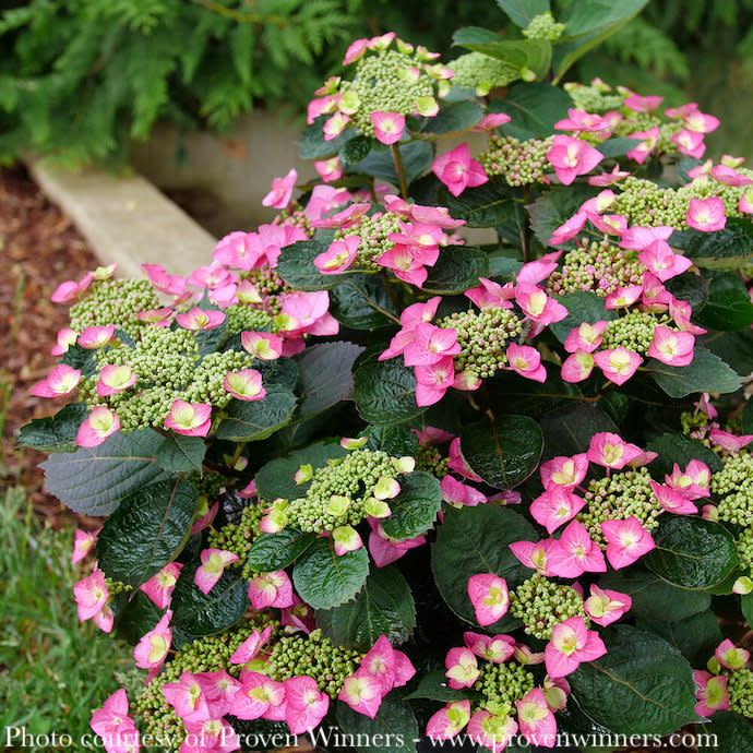 #7 Hydrangea serr PW Tuff Stuff TOP FUN/ Mountain/ Lacecap Rebloom Blue to Pink