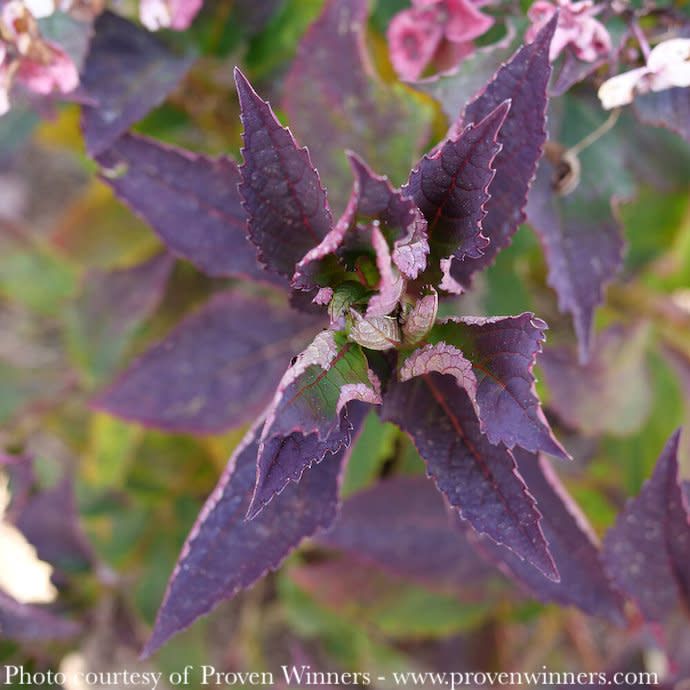 #7 Hydrangea serr PW Tuff Stuff TOP FUN/ Mountain/ Lacecap Rebloom Blue to Pink