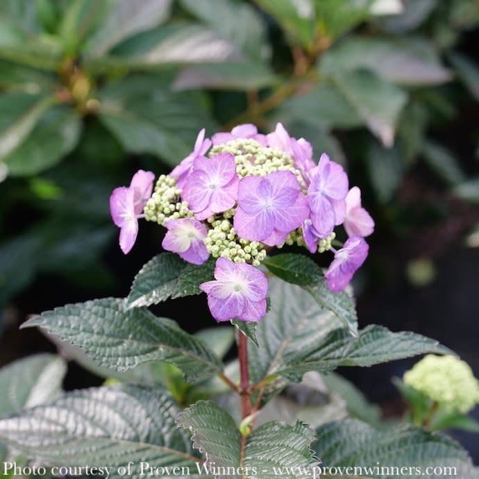 #7 Hydrangea serr PW Tuff Stuff TOP FUN/ Mountain/ Lacecap Rebloom Blue to Pink