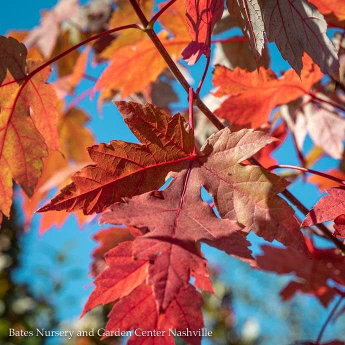 #30 Acer x free Autumn Blaze/ Red Maple