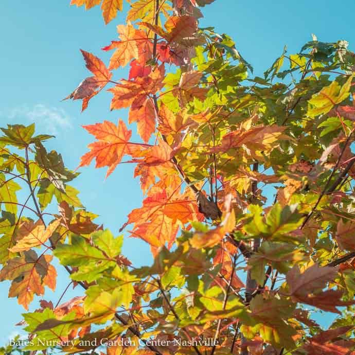 #30 Acer x free Autumn Blaze/ Red Maple