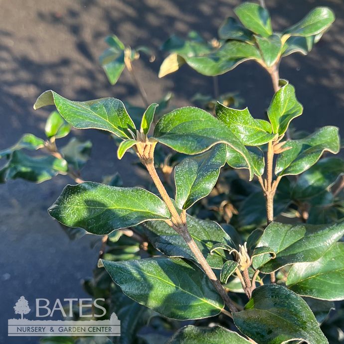 #10 Viburnum x burkwoodii Snowy River/ Compact