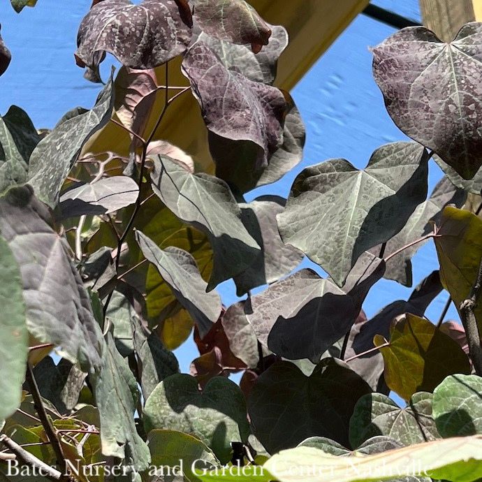 #15 Cercis can Forest Pansy/ Purple Foliage Redbud Native (TN) SINGLE