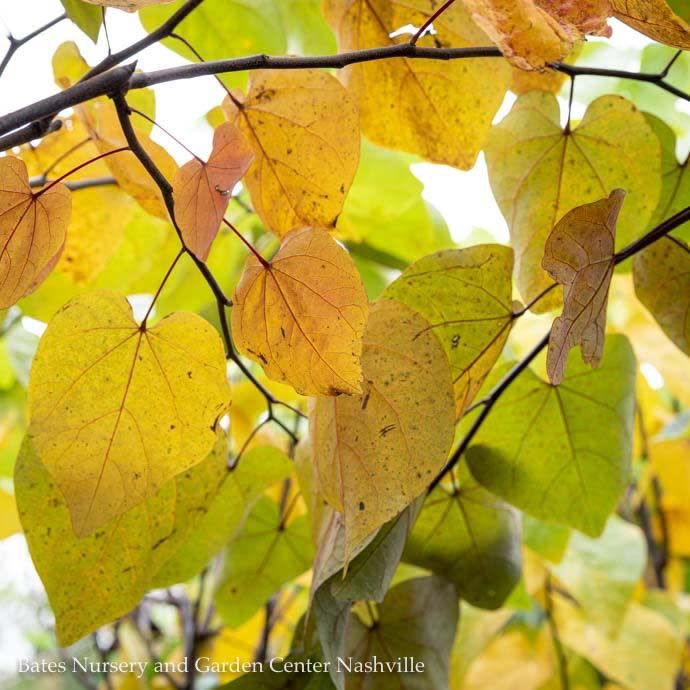 #20 Cercis can Forest Pansy/ Purple Foliage Redbud Native (TN)