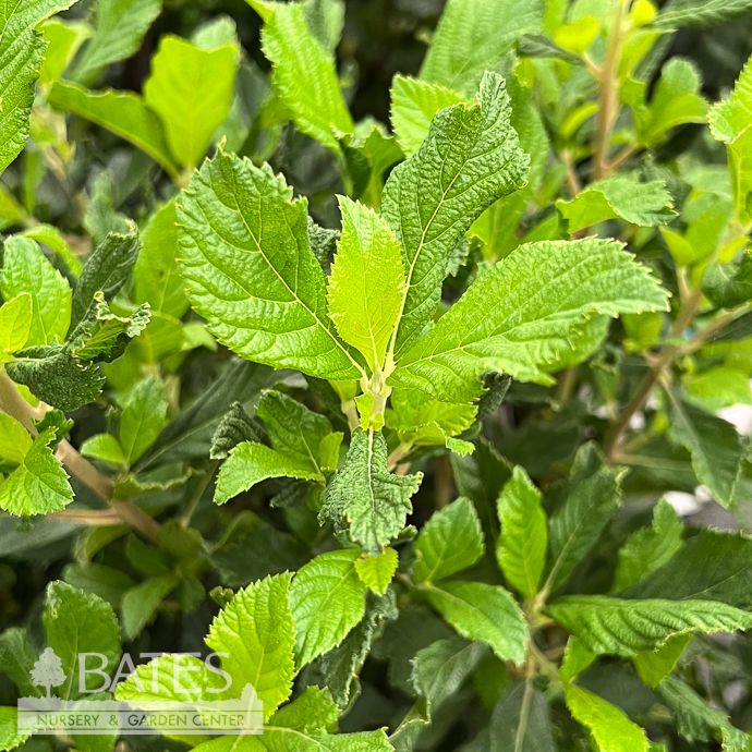 #3 Clethra aln PW Ripple Effect/ White Compact Summersweet Native (TN)