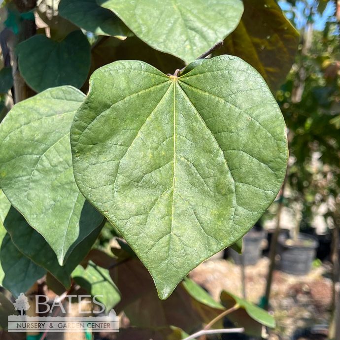 #15 Cercis can Velvet Hearts/ Reddish-Purple Foliage Redbud Native (TN). SINGLE