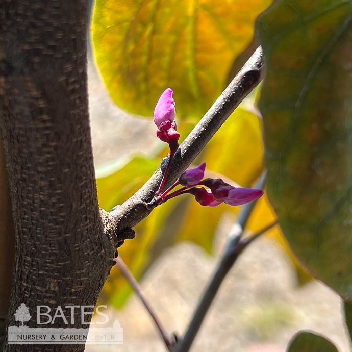 #15 Cercis can Velvet Hearts/ Reddish-Purple Foliage Redbud Native (TN). SINGLE