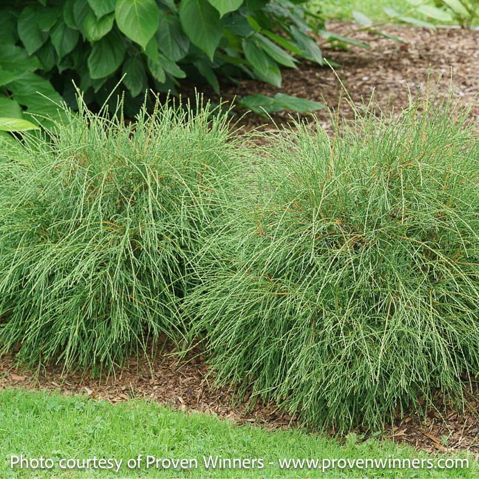 #3 Thuja occ PW Whip It Good/Threadleaf Arborvitae