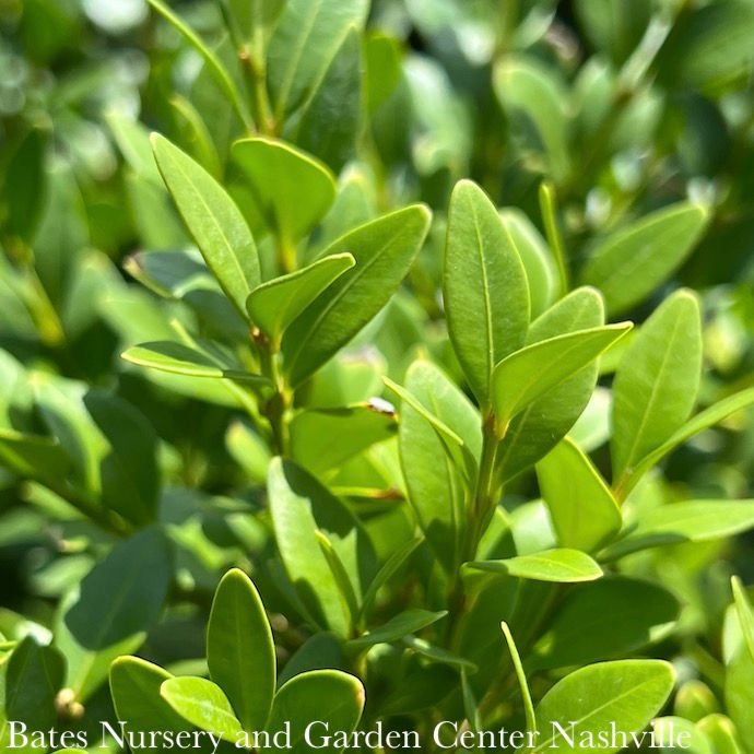 #3 Buxus x Green Velvet/ Boxwood